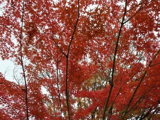 s-P1130932.jpg
