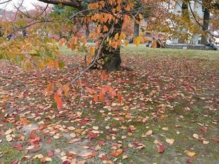 s-P1130937.jpg