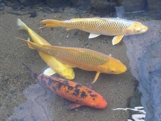 s-P1130974.jpg