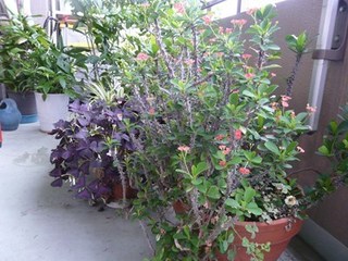 s-P1140572.jpg