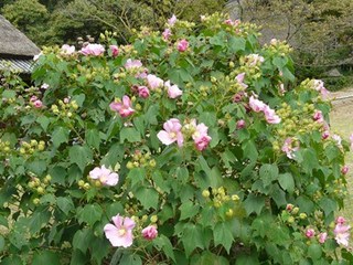 s-P1140640.jpg