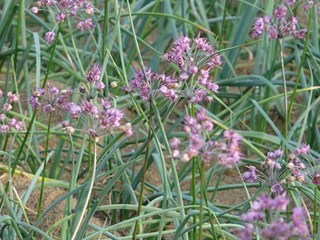 s-P1140716.jpg