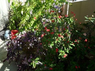 s-P1140816.jpg