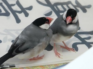s-P1140907.jpg