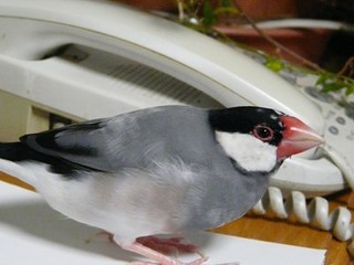 s-P1140927.jpg