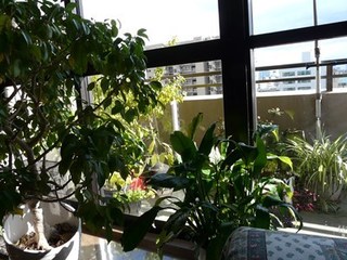 s-P1140964.jpg