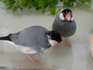 s-P1150004.jpg
