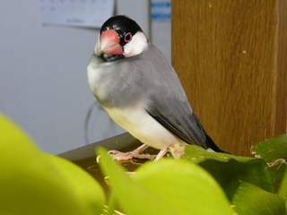 s-P1150067.jpg