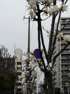 s-P1150098.jpg