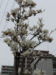 s-P1150099.jpg