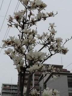s-P1150099.jpg