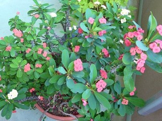 s-sP1120419.jpg